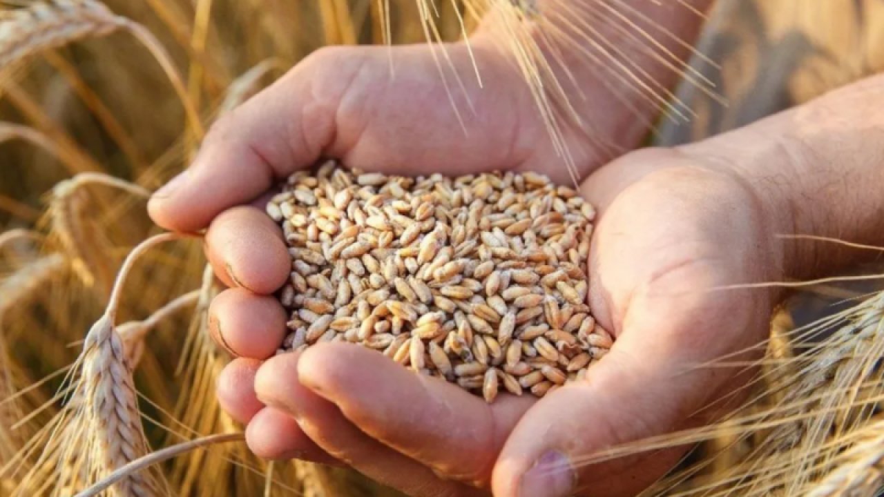 Gaziantep Ticaret Borsası 26 Temmuz 2023 Çarşamba Mercimek, Buğday, Arpa Ve Mısır Fiyatlarını Açıkladı
