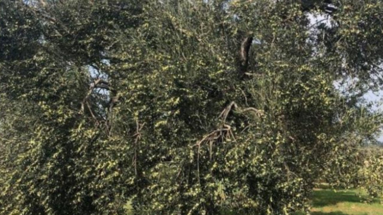 İklim krizi zeytin hasadını vurdu... Zeytinyağı fiyatları artışa geçti