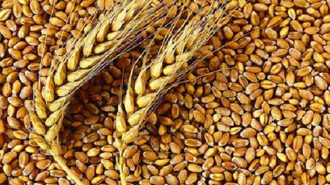 Nizip Ticaret Borsası Başkanı Sarı'dan makarnalık buğday açıklaması: