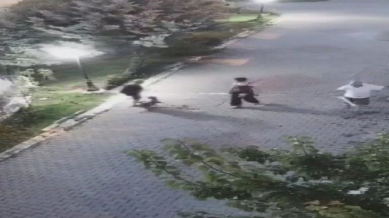 Yaşlı kadına köpek saldırdı