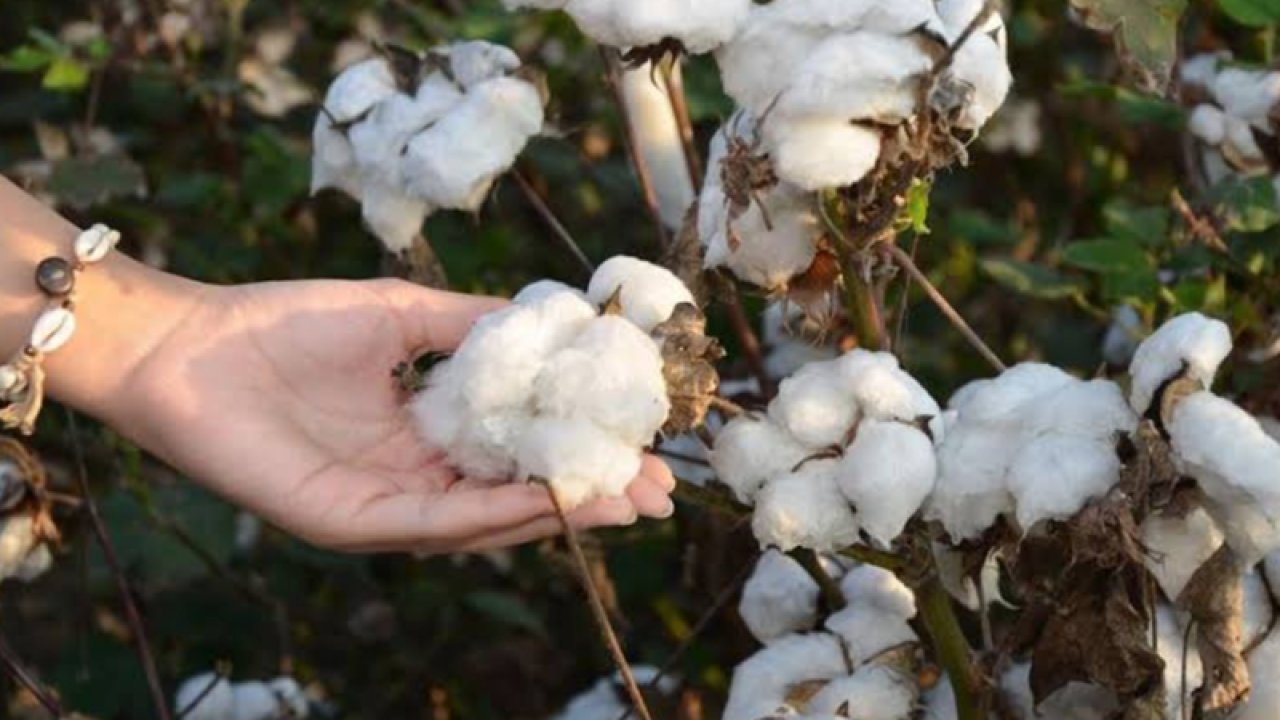 Şanlıurfa Ticaret Borsası 4 Ağustos 2023 Cuma preseli pamuğun kilogramı ne kadar?