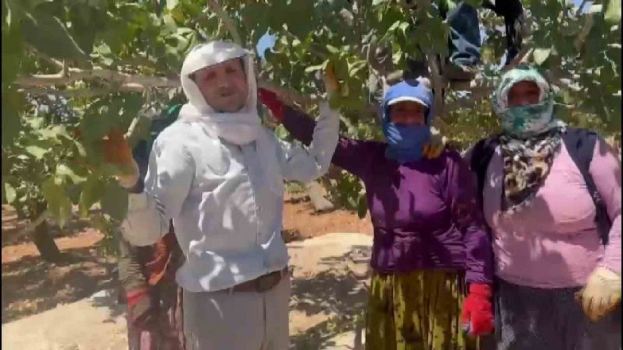 Antepfıstığı’nda yok yılı! Antepfıstığı'nda düşük rekolte burukluğu