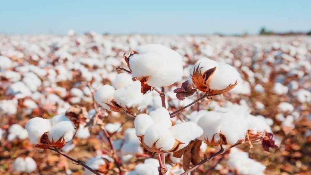 Şanlıurfa Ticaret Borsası 7 Ağustos 2023 Pazartesi preseli pamuğun ve yeşirmecimeğin kilogramı ne kadar?