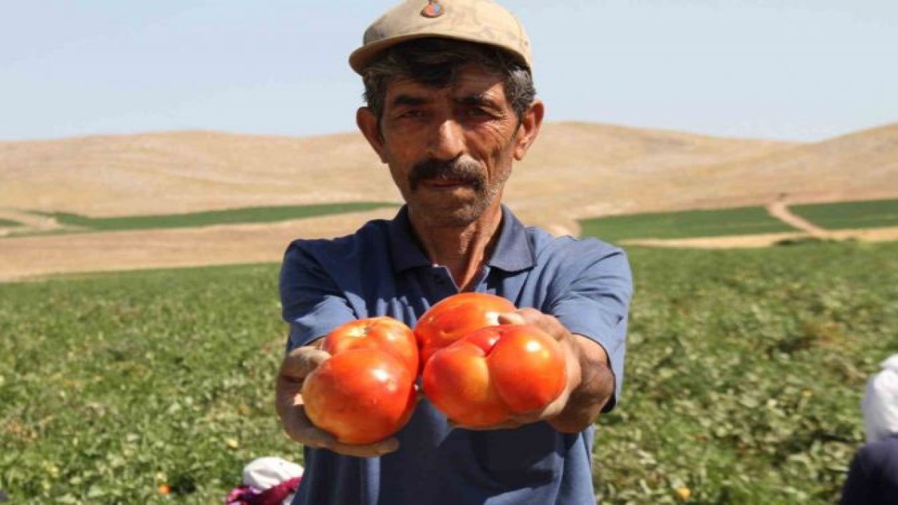 Elazığ'dan dünya mutfağına