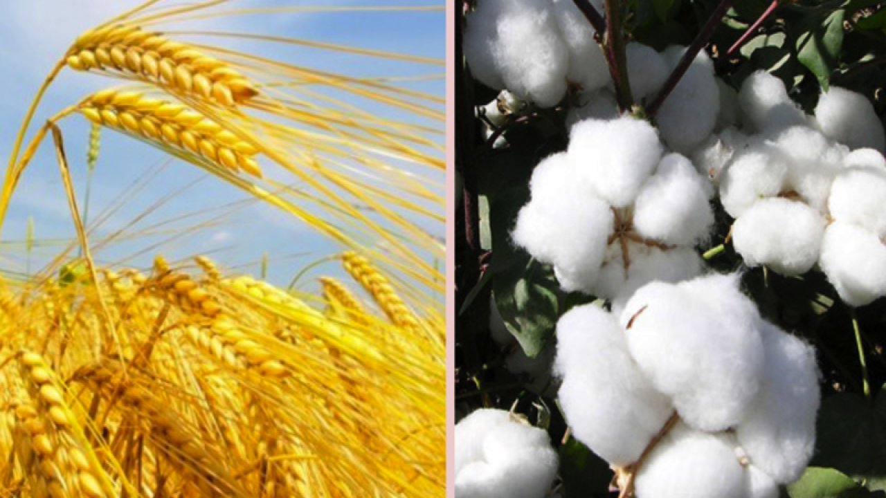 Şanlıurfa Ticaret Borsası 9 Ağustos 2023 Çarşamba preseli pamuğun ve budayın kilogramı ne kadar?
