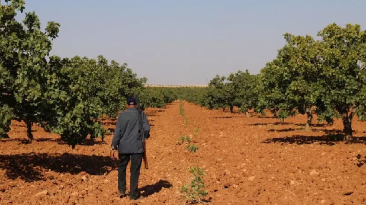Gaziantep’te kilosu 280 liraya ulaşan fıstığı artık bekçiler korumaya başladı!