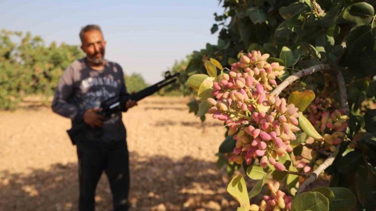 Gaziantep'te ‘Yeşil altın’ için 7 gün 24 saat silahlı nöbet
