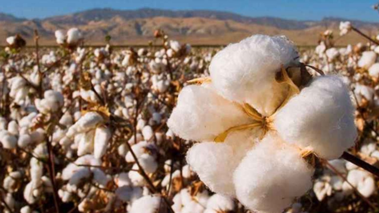 Şanlıurfa Ticaret Borsası 10 Ağustos 2023 Perşembe preseli pamuğun ve mısır'ın kilogramı ne kadar?