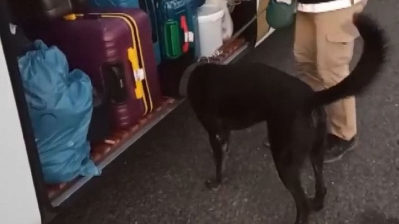 Gaziantep’te 6 kilo uyuşturucu narkotik dedektör köpeği Onix'e takıldı