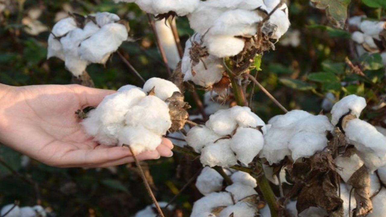 Şanlıurfa Ticaret Borsası 15 Ağustos 2023 Salı preseli pamuğun kilogramı ne kadar?