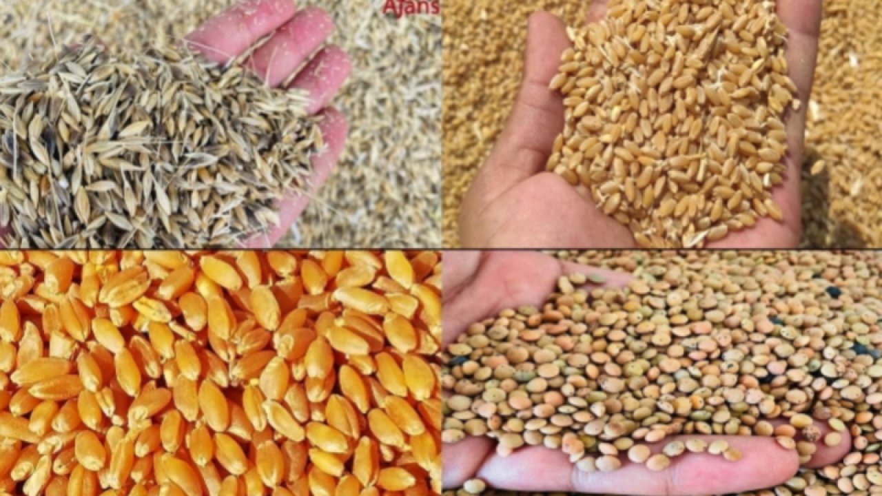 Gaziantep Ticaret Borsası 17 Ağustos Perşembe 2023 Mercimek, Arpa, Mısır ve Buğday Fiyatlarını Açıkladı. Gaziantep'te mercimeğin kilogram fiyatı ne kadar?