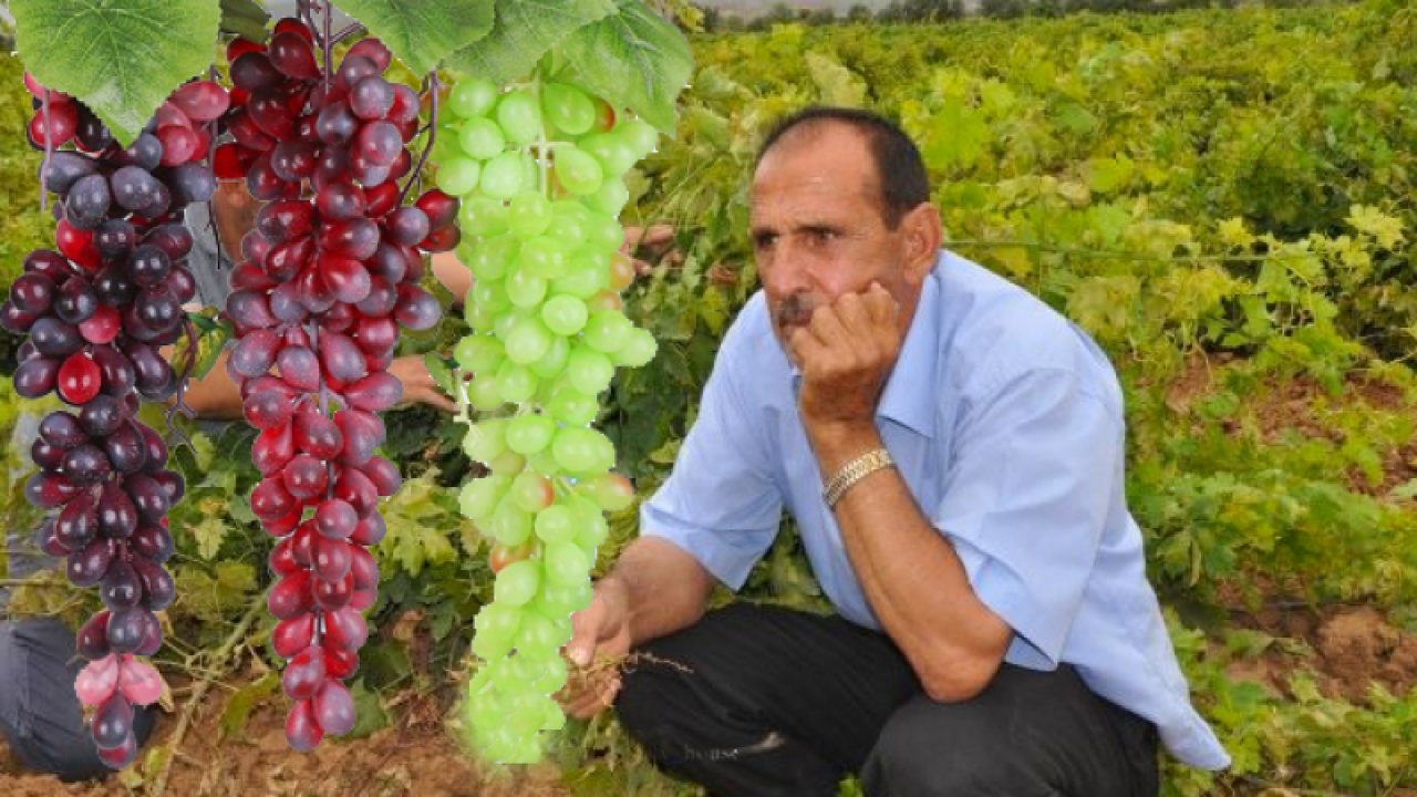 Gaziantep ve Kilis'te Sıcak hava üzümü vurdu... Kilis ve Gaziantep'te, yüksek hava sıcaklıklarının üzüm rekoltesinde yüzde 20'lere kadar düşüşe neden olması bekleniyor.