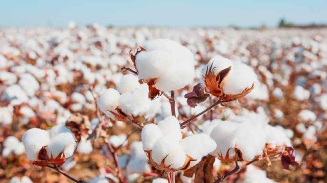 Şanlıurfa Ticaret Borsası 17 Ağustos 2023 Perşembe preseli pamuğun kilogramı ne kadar?