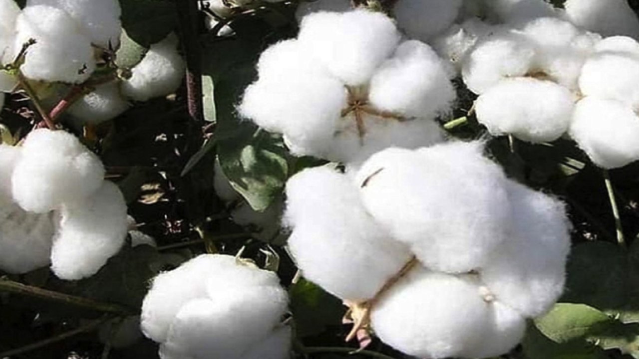Şanlıurfa Ticaret Borsası 18 Ağustos 2023 Cuma preseli pamuğun kilogramı ne kadar?