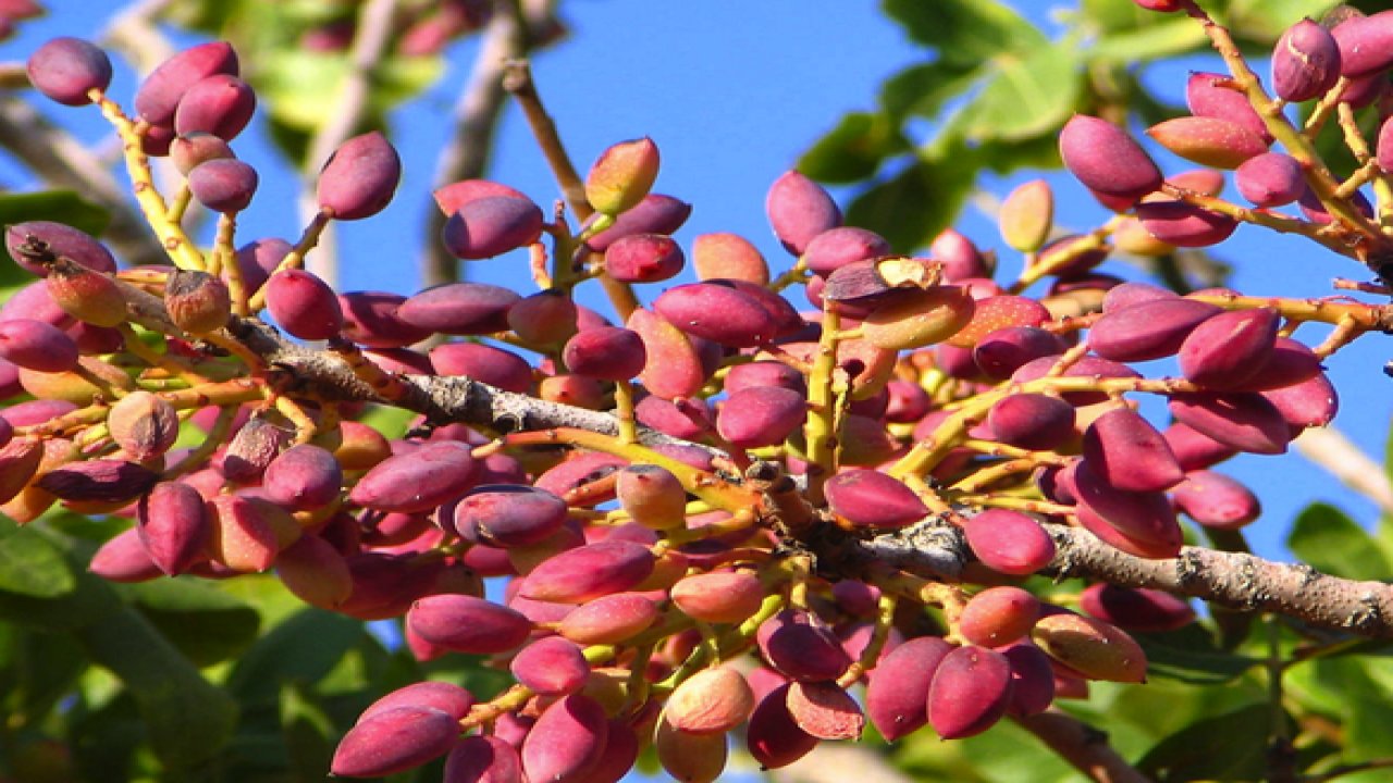 Antepfıstığına kuraklık darbesi... AĞAÇ SAYISI ARTTI VERİMLİLİK DÜŞÜK