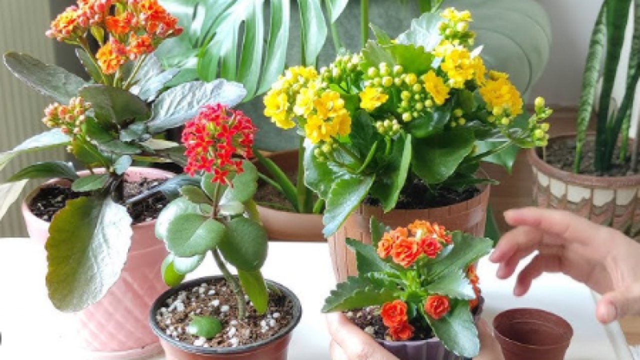 Buna köylüler 'çiçek coşturan'' diyor: Saksının dibine koyun, çiçekleriniz coşsun! Çiçeklerinizi canlandırmak için…