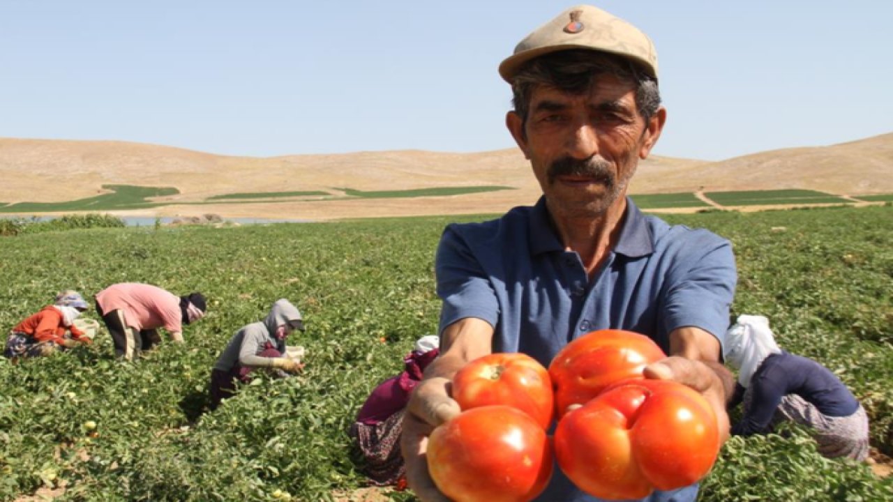 Aracılara isyan eden tarla sahibi halka seslendi, “Gelin tarladan Domatesi 4 liraya alın”