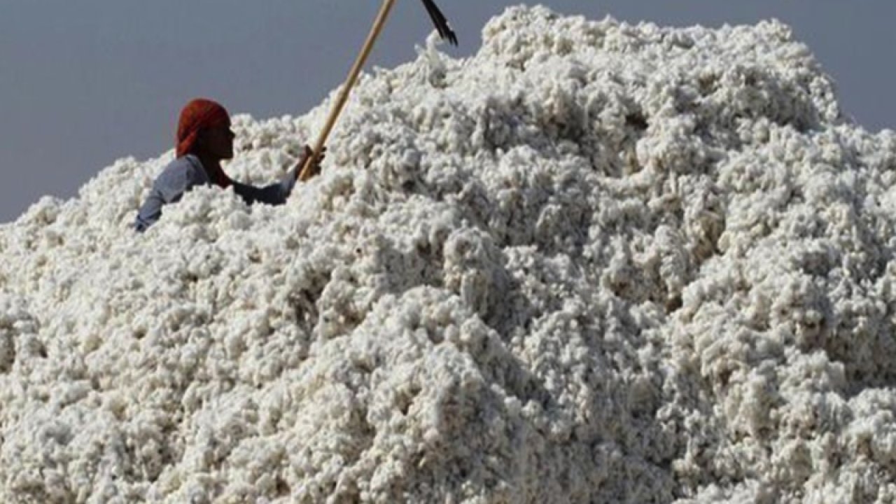 Şanlıurfa Ticaret Borsası 21 Ağustos 2023 Pazartesi preseli pamuğun ve buğdayın kilogramı ne kadar?
