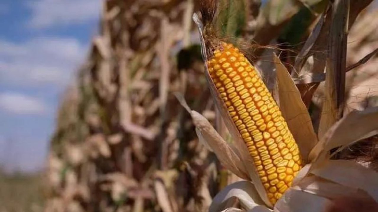 TMO’dan beklenen açıklama geldi: Mısır için ton alım fiyatını belirledi, rakamı duyurdu! İşte 2023 mısır alım fiyatı