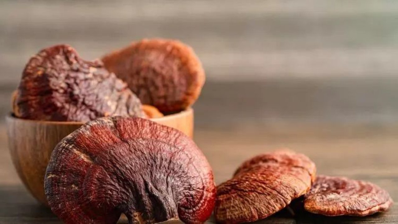 Ölümsüzlük mantarı ile hayat kaliteniz artacak! Reishi mantarı nedir, faydaları nelerdir?