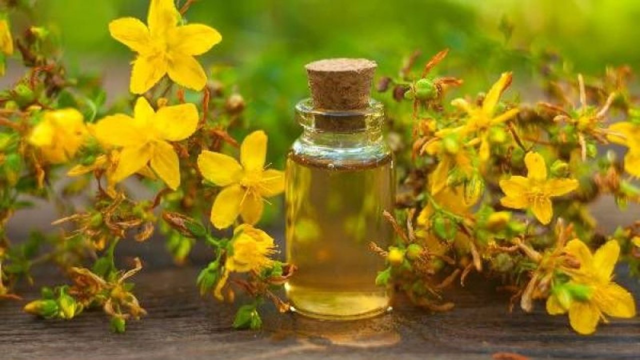 Bu yağ ile tanışan hastalık yüzü görmeyecek: Menopozdan viral hastalıklara her derde deva! Kantaron yağı...