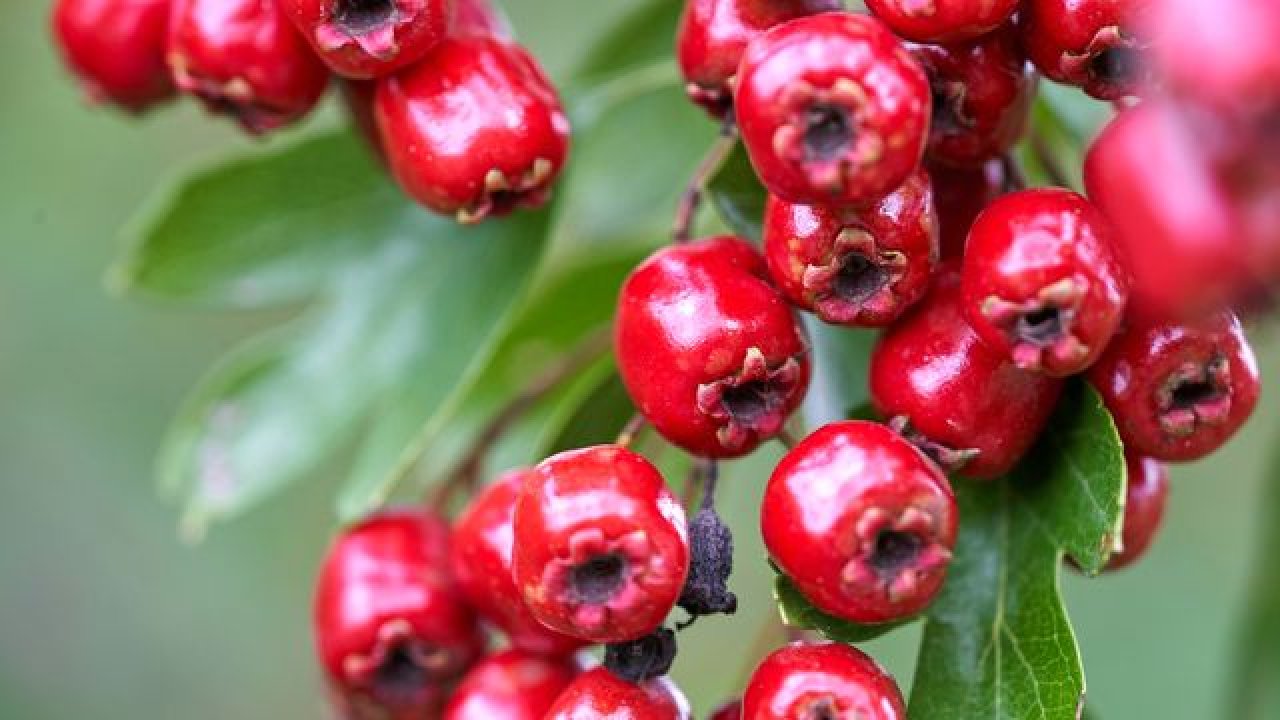Stresi azaltıyor, kan şekerini dengeliyor! Bu dikenli meyve resmen şifa dağıtıyor: Alıçın faydaları...