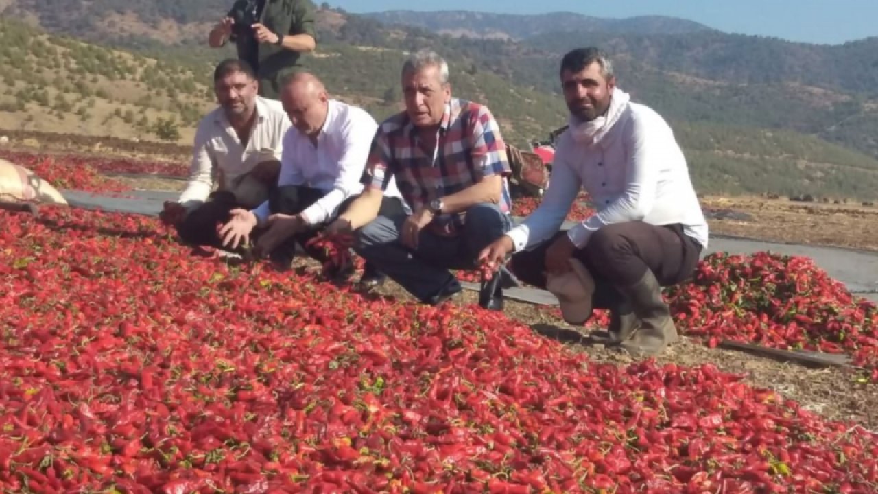 Gaziantep'te Biber Üreticisini Yakıyor... 'ÇALIŞANLARIN ÇOĞUNLUĞU SURİYELİ, İSTEDİKLERİ ÜCRET OLMAZSA GERİ GİDİYORLAR'