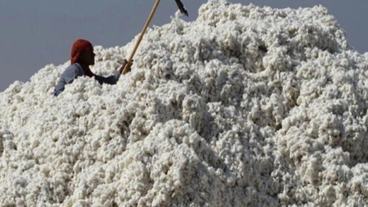 Şanlıurfa Ticaret Borsası 28 Ağustos 2023 Pazartesi preseli pamuğun ve Arpa'nın kilogramı ne kadar?