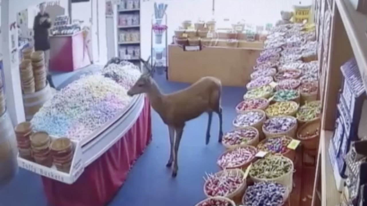 Geyik şekerci dükkanına girdi