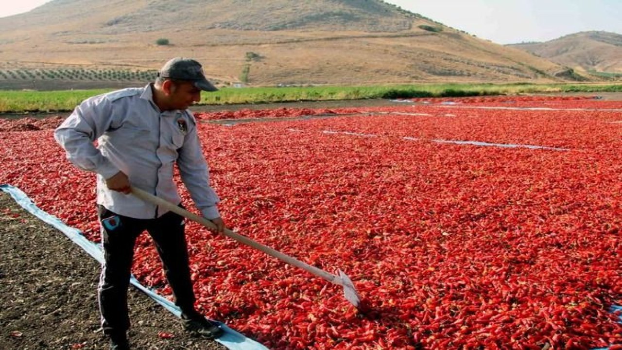 Gaziantep’te pul biber hasatı başladı! Pul biber satışlarında artış bekleniliyor