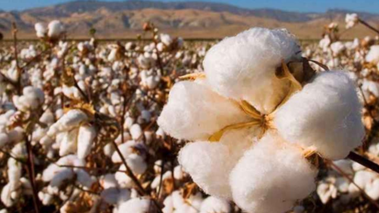 Şanlıurfa Ticaret Borsası 29 Ağustos 2023 Salı preseli pamuğun ve buğdayın kilogramı ne kadar?