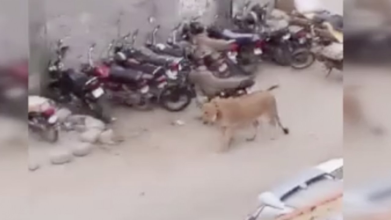 Nakil aracından kaçan aslan paniğe neden oldu