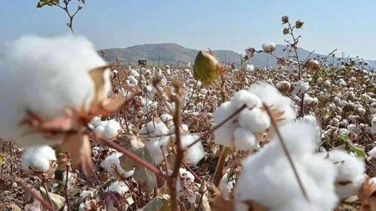 En yüksek değerine ulaştı: Pamuk fiyatları ne kadar oldu? 30 Ağustos’ta en düşük ve yüksek fiyat…