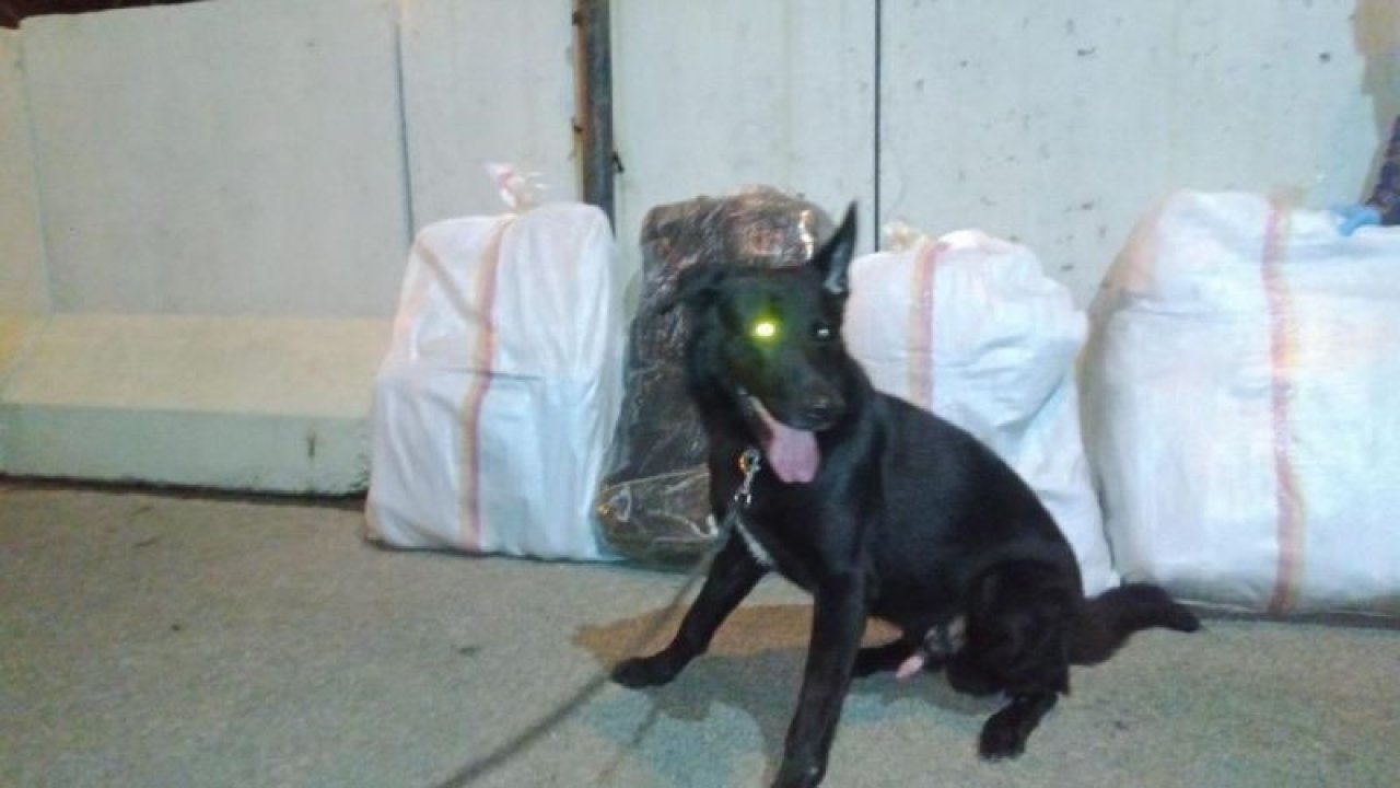 Tarsus-Adana-Gaziantep (TAG) Otoyolu’nda 58 kilo 574 gram esrar ele geçirildi