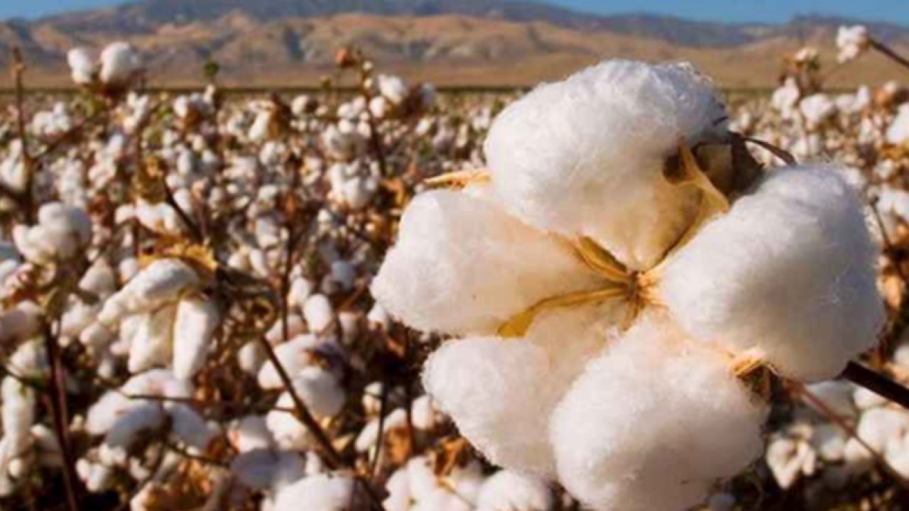 Şanlıurfa Ticaret Borsası 05 Ağustos 2023 Salı preseli pamuğun ve mercimeğin kilogramı ne kadar?