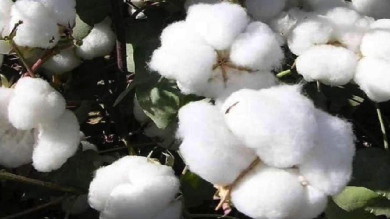 Şanlıurfa Ticaret Borsası 08 Eylül 2023 Cuma preseli pamuk, mısar, arpa ve mercimeğin kilogramı ne kadar?