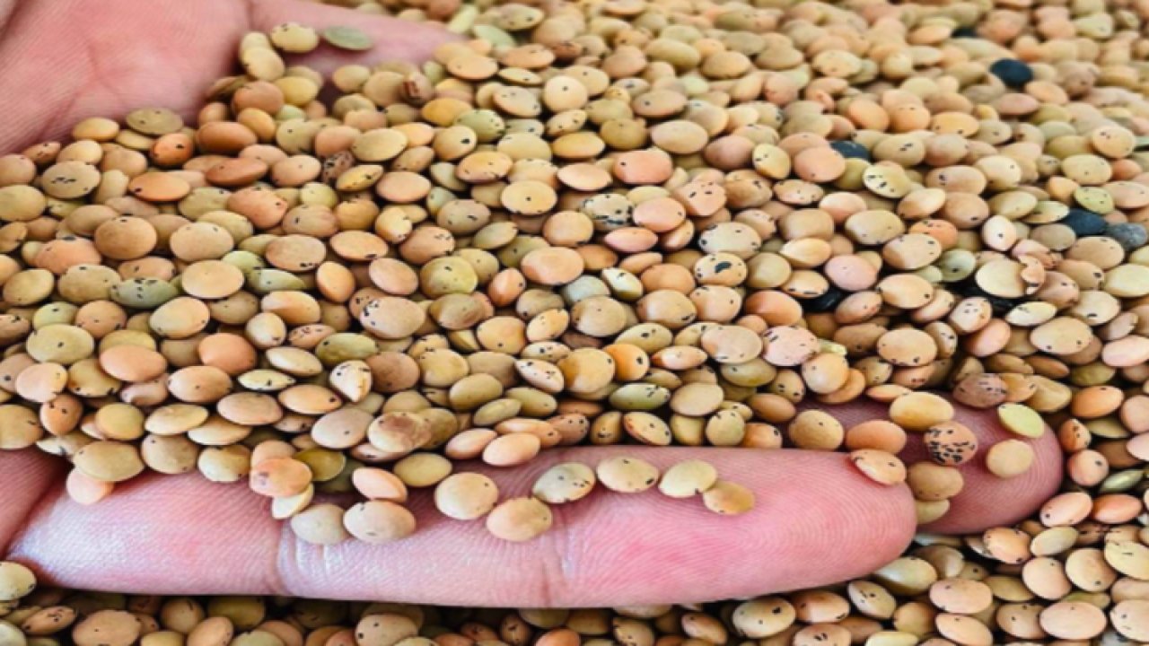 Şanlıurfa Ticaret Borsası 13 Eylül 2023 Çarşamba nohut, mısar, arpa ve mercimeğin kilogramı ne kadar?