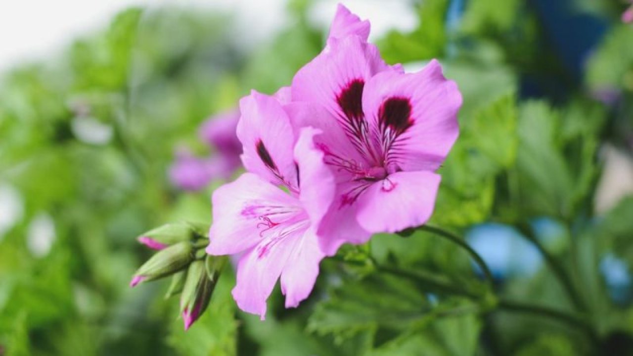 İbrahim Saraçoğlu’nun açlık otu: Pazarda ateş pahası, sokakta bedava! Kronik öksürüğü geçiriyor, kilo kontrolü sağlıyor!