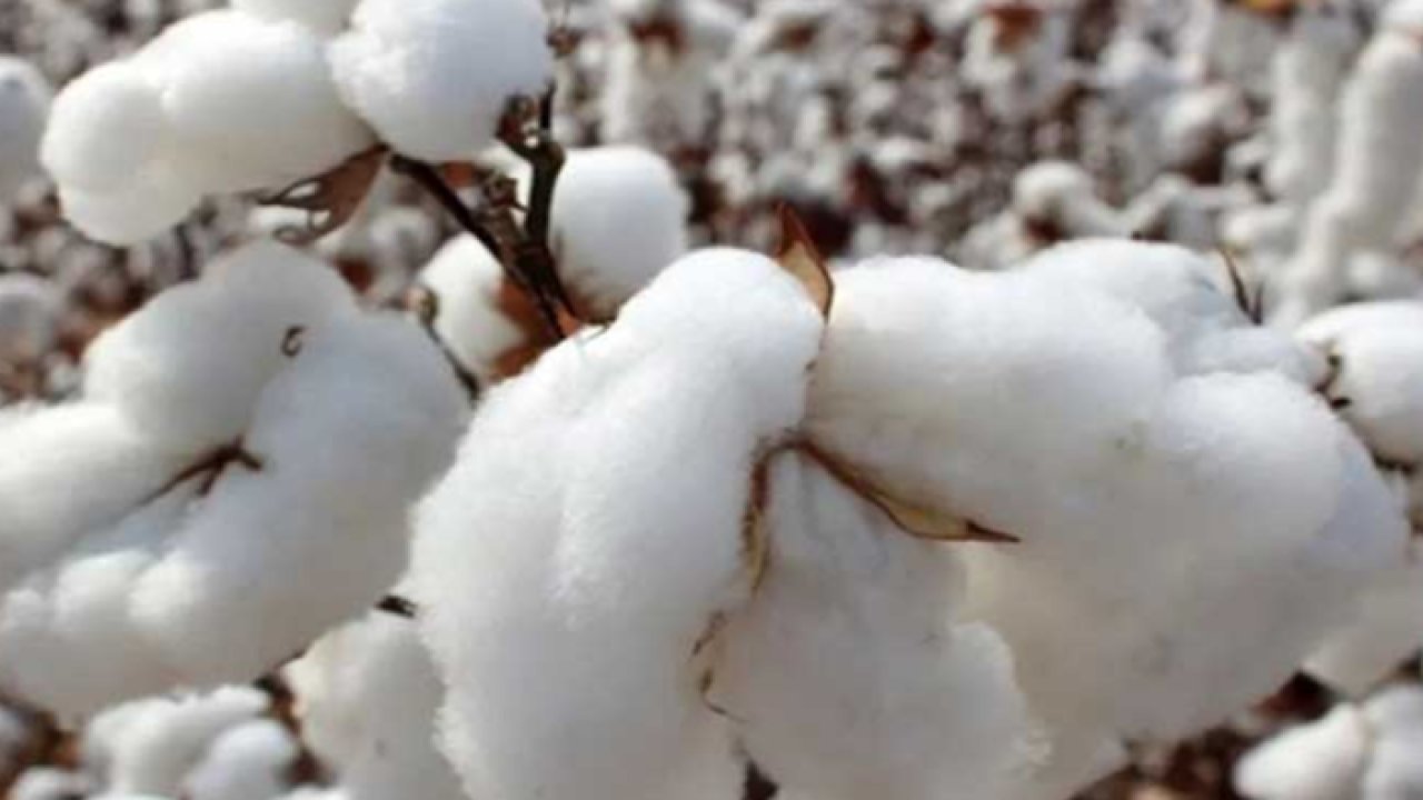 Şanlıurfa Ticaret Borsası: 15 Eylül 2023 Cuma Preseli Pamuğun en yüksek Fiyatı NE KADAR? URFA'da Kırmızı Kabuklu Mercimeğin kilogramı ne kadar?