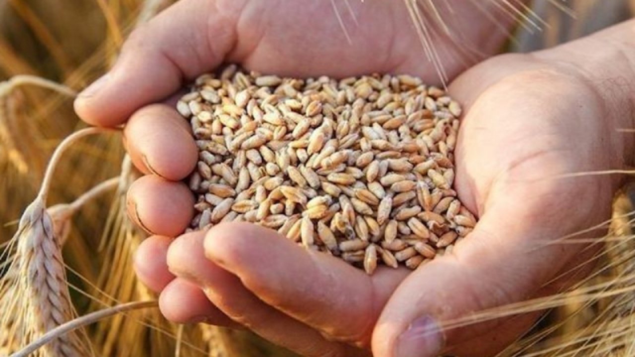Gaziantep Ticaret Borsası 19 Eylül Salı 2023 Mercimek, Arpa, Mısır ve Buğday Fiyatlarını Açıkladı. Gaziantep'te arpa, mercimek ve Ekmeklik Buğday'ın fiyatı ne kadar?