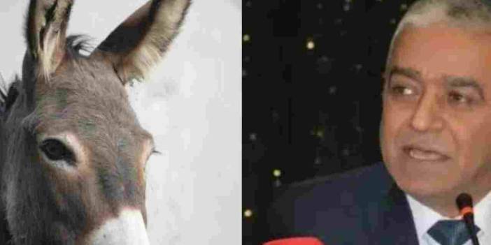 Gaziantep'te At ve Eşek Kalmadı! Gaziantep'te Kıyma Skandalı ve Oda Başkanı'nın Cevabı