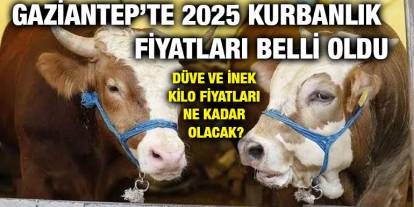 Gaziantep’te 2025 Kurbanlık Fiyatları Belli Oldu: Dana, Düve ve İnek Kilo Fiyatları Ne Kadar Olacak?