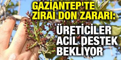 Gaziantep'te Zirai Don Zararı: Üreticiler Acil Destek Bekliyor