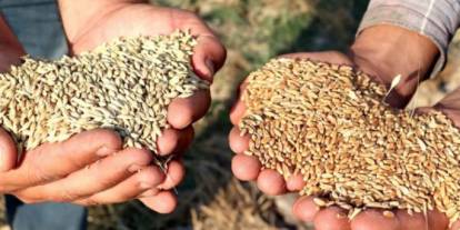Gaziantep Ticaret Borsası 30 Nisan 2025 Fiyatlarını Açıkladı: Mercimek, Arpa, Mısır ve Buğday Fiyatları