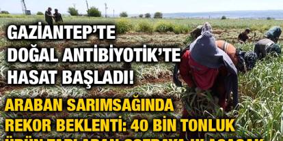 Gaziantep’te Doğal Antibiyotik’te Hasat Başladı!