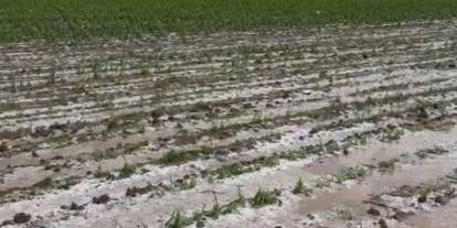 Gaziantep'te Dolu ve Sağanak Tarımı Vurdu: Çiftçi Perişan, Zarar Büyük!
