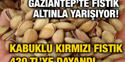 Gaziantep’te Fıstık Altınla Yarışıyor! Kabuklu Kırmızı Fıstık 420 TL’ye Dayandı