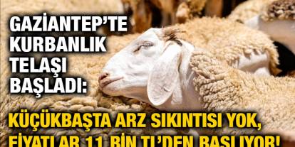 Gaziantep’te Kurbanlık Telaşı Başladı: Küçükbaşta Arz Sıkıntısı Yok, Fiyatlar 11 Bin TL’den Başlıyor!