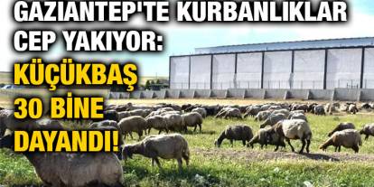 Gaziantep'te Kurbanlıklar Cep Yakıyor: Küçükbaş 30 Bine Dayandı!