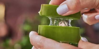 Gaziantep’te Ev Kadınlarının Yeni Gözdesi: Aloe Vera Tek Yaprakla Yavruluyor! Ama Herkes Yanlış Yöntemi Kullanıyor